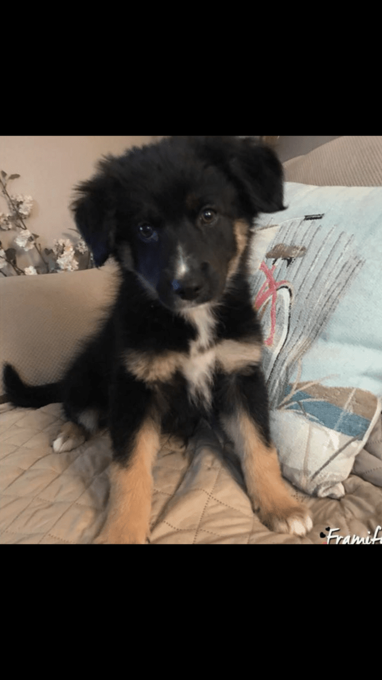 Sierra, a Border Collie and Australian Cattle Dog mix tested with EmbarkVet.com