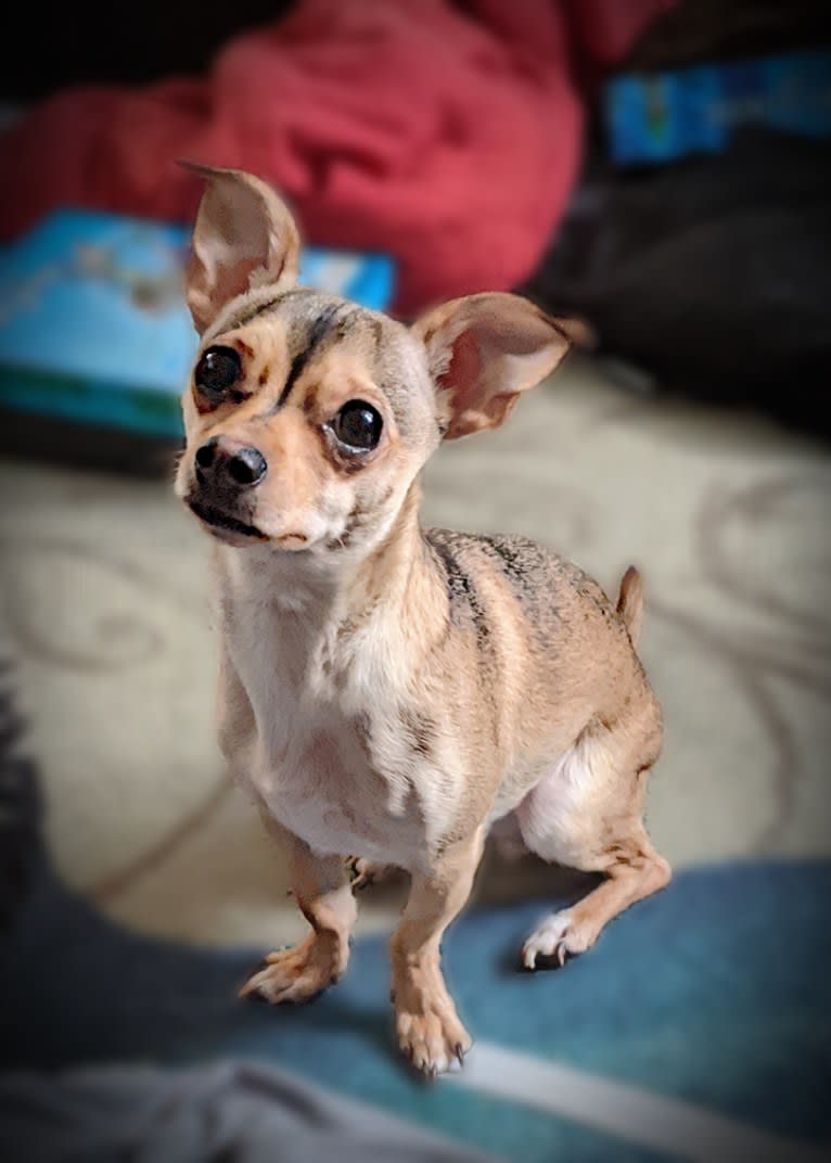 Dexter, a Chihuahua tested with EmbarkVet.com