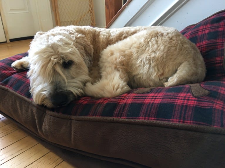 Desmond, a Soft Coated Wheaten Terrier tested with EmbarkVet.com