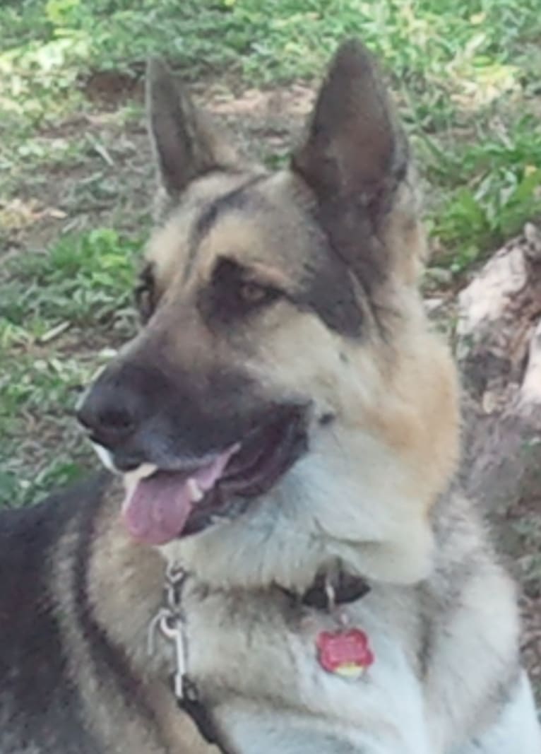 Max, a German Shepherd Dog (15.0% unresolved) tested with EmbarkVet.com