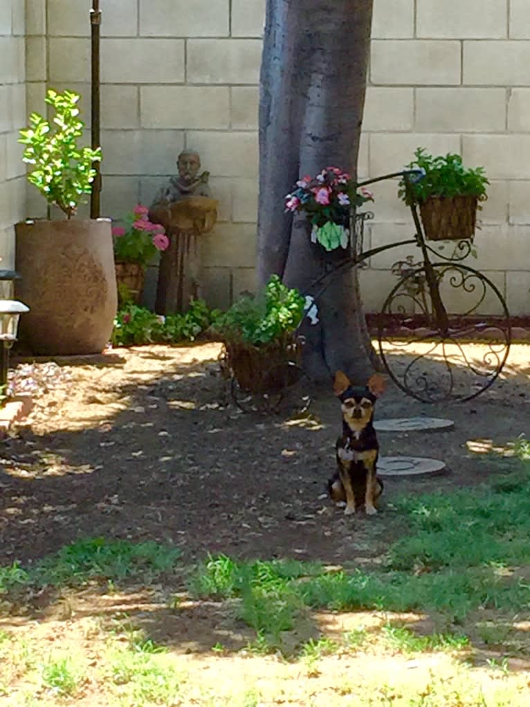 Coqui, a Chihuahua and Yorkshire Terrier mix tested with EmbarkVet.com