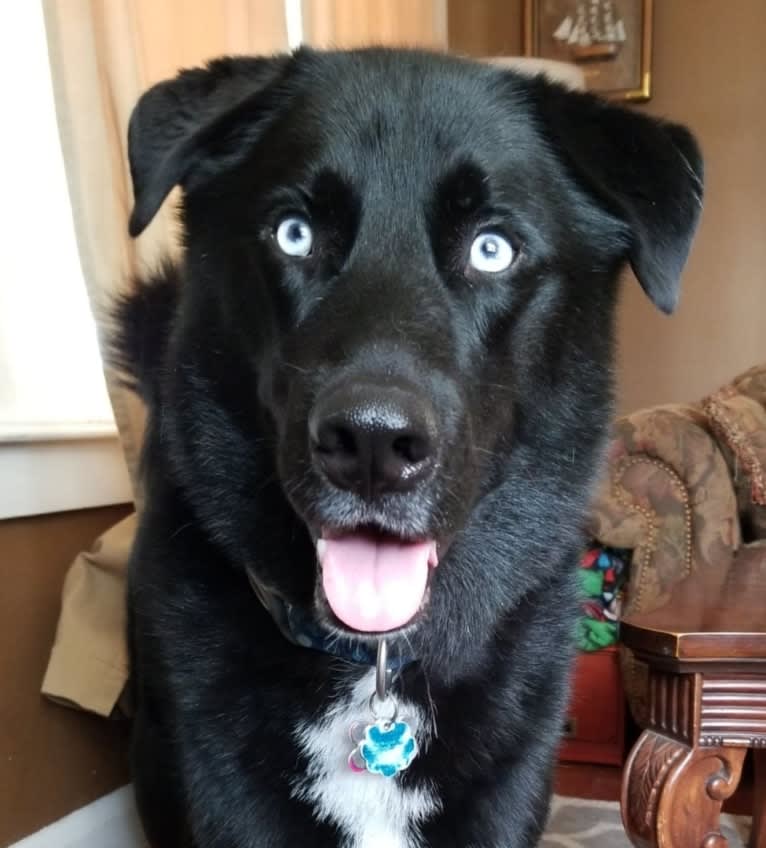 Hercules, a Siberian Husky and Labrador Retriever mix tested with EmbarkVet.com