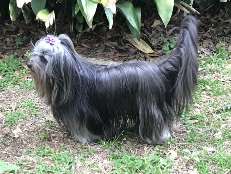 Gus, a Shih Tzu and Lhasa Apso mix tested with EmbarkVet.com