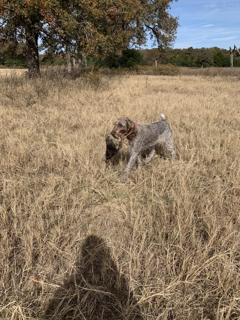 ARYA, a German Wirehaired Pointer tested with EmbarkVet.com