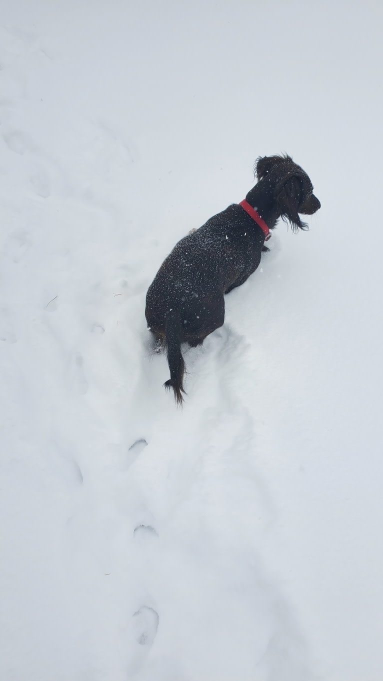 Maggie, a Dachshund tested with EmbarkVet.com