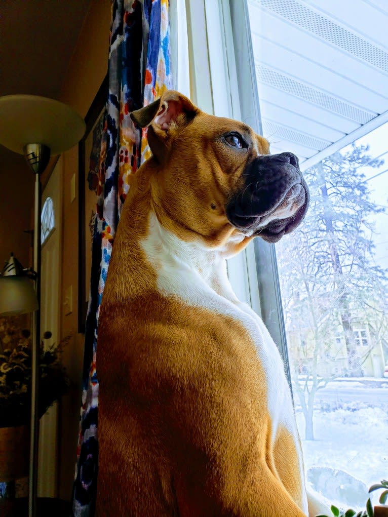 Echo, a Boxer and Boston Terrier mix tested with EmbarkVet.com