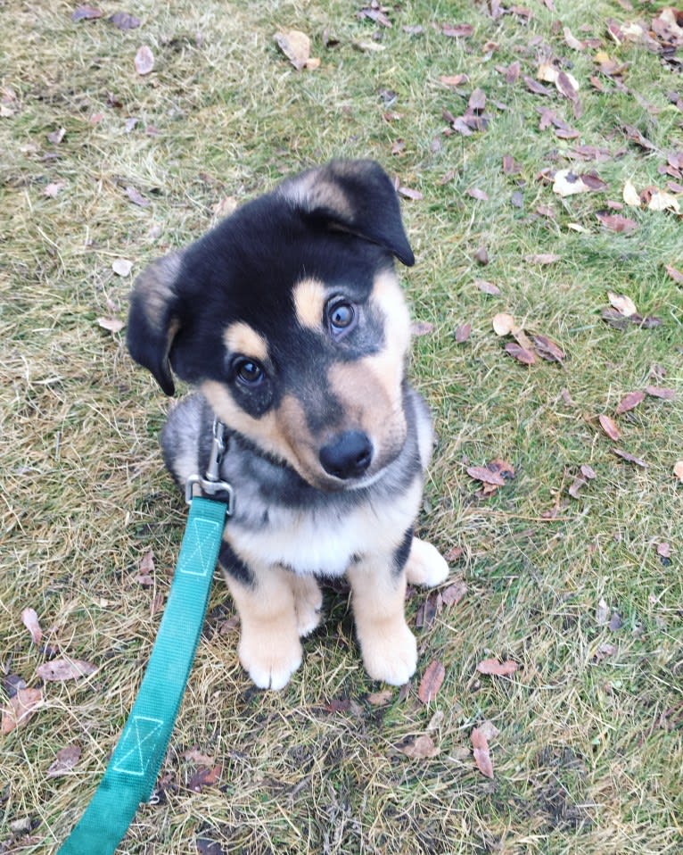 Louis, a Labrador Retriever and Siberian Husky mix tested with EmbarkVet.com