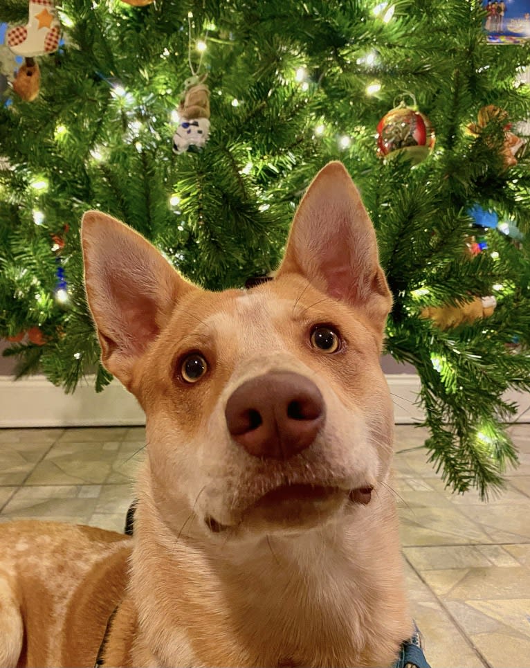 Lou, an Australian Cattle Dog and Australian Shepherd mix tested with EmbarkVet.com