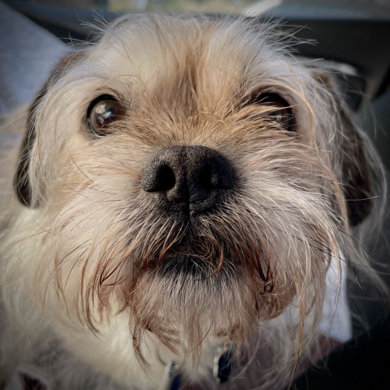 Winston, a Pugapoo tested with EmbarkVet.com