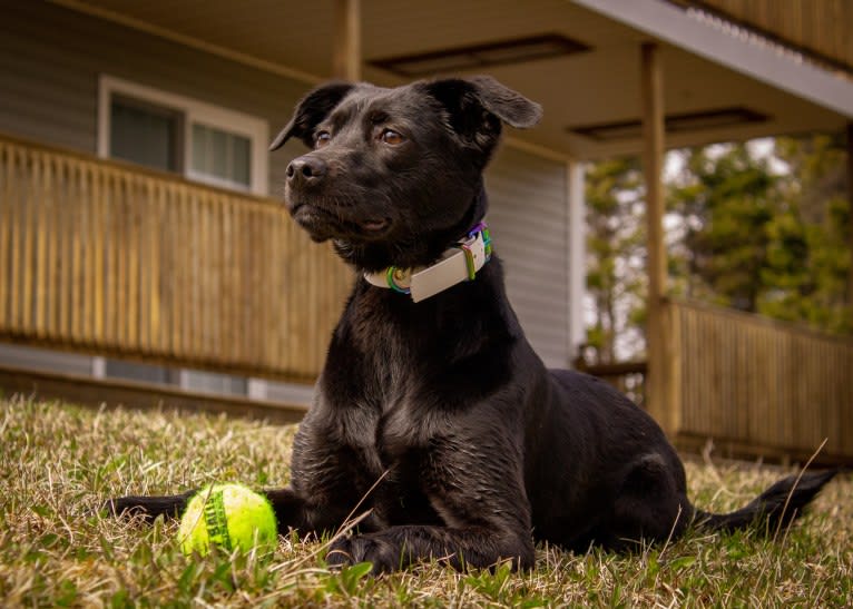 Cinder, a Newfoundland and Labrador Retriever mix tested with EmbarkVet.com