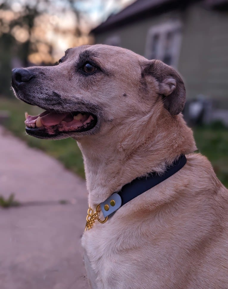 Duke, an American Pit Bull Terrier and Mountain Cur mix tested with EmbarkVet.com