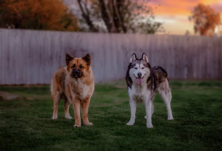 Apollo, a Samoyed and Siberian Husky mix tested with EmbarkVet.com