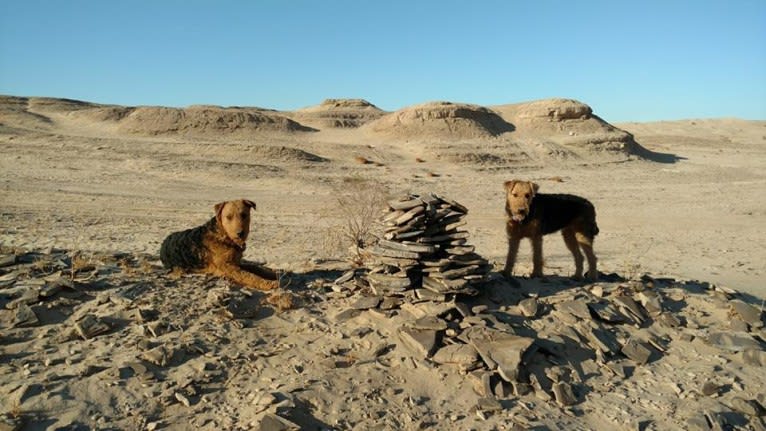 Sasha, an Airedale Terrier tested with EmbarkVet.com