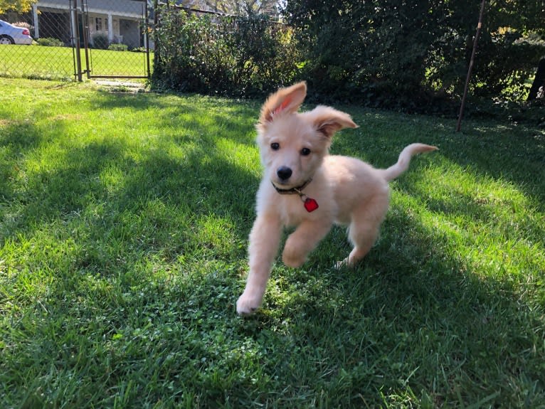 Sadie, a German Shepherd Dog and Golden Retriever mix tested with EmbarkVet.com