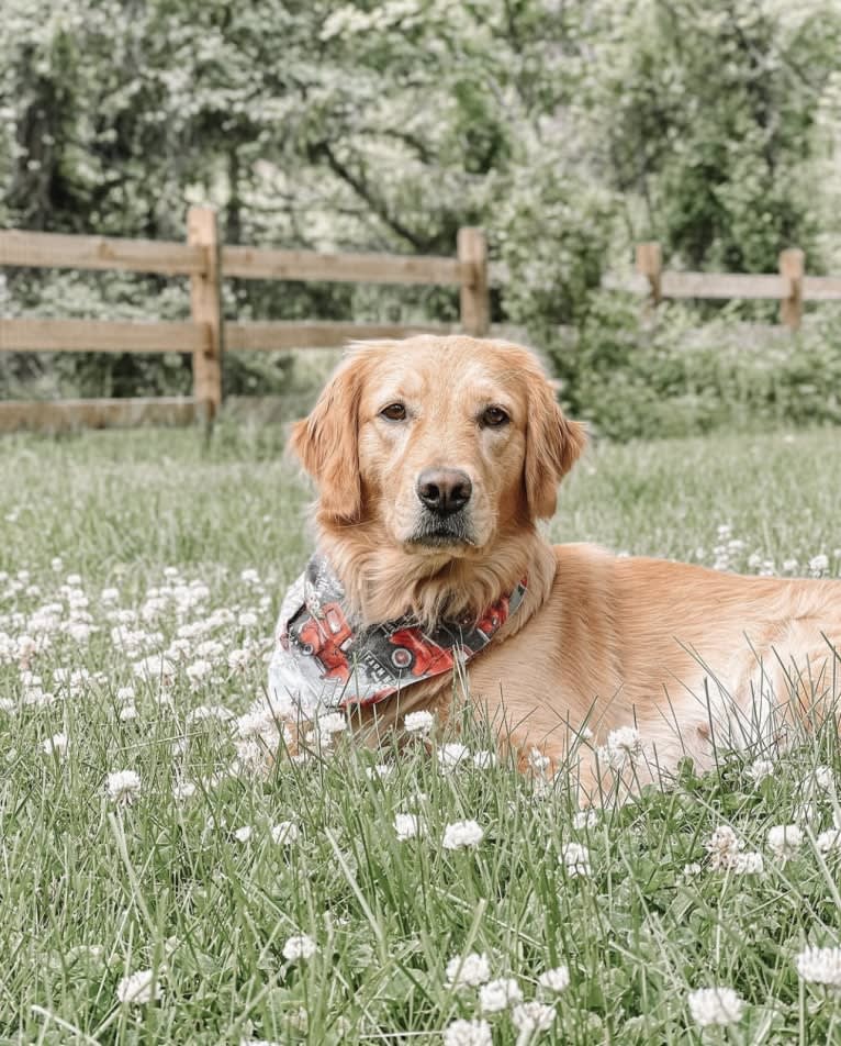 Marley, a Golden Retriever tested with EmbarkVet.com