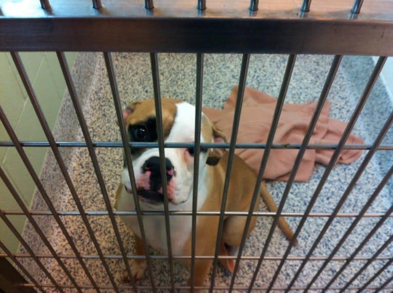 Penny, an American Bulldog tested with EmbarkVet.com