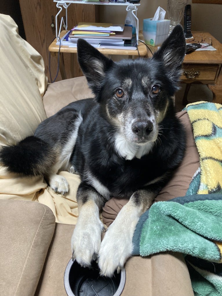Addy, a Siberian Husky and German Shepherd Dog mix tested with EmbarkVet.com