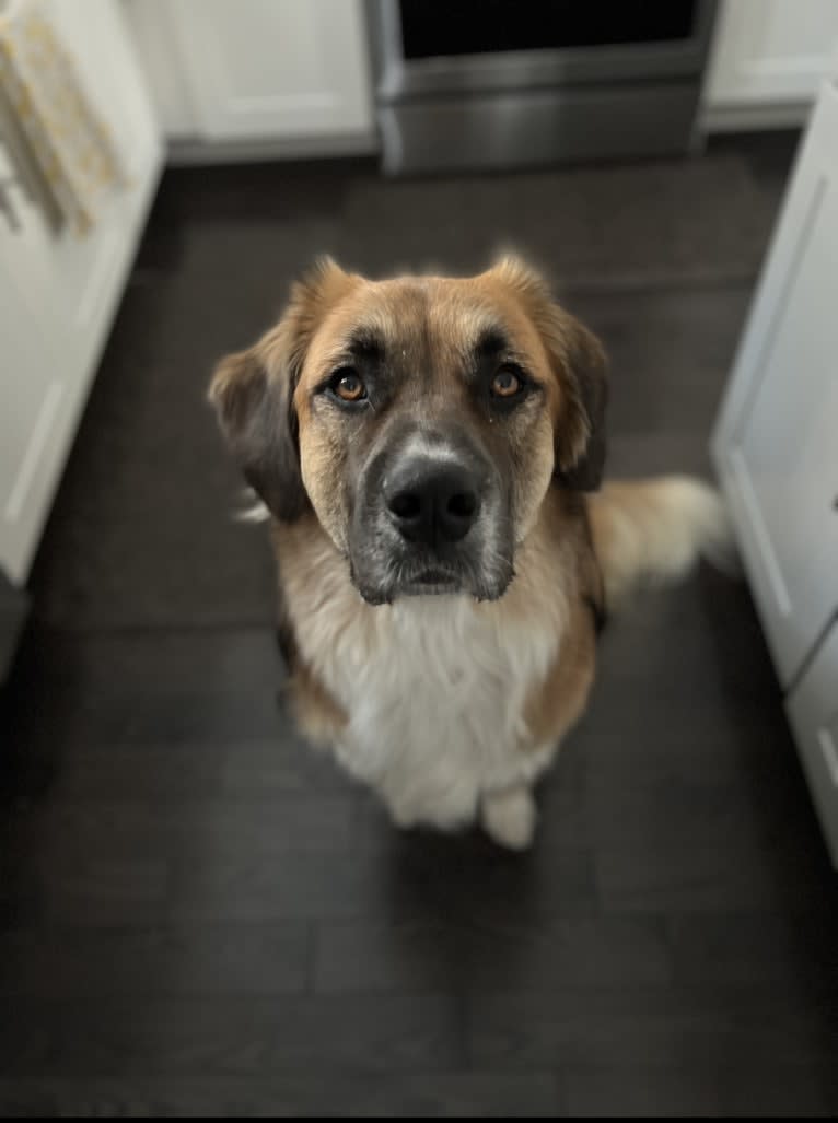 Jordy, an American Pit Bull Terrier and Great Pyrenees mix tested with EmbarkVet.com