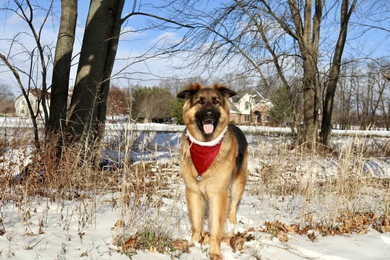 Moose, a German Shepherd Dog and Black Russian Terrier mix tested with EmbarkVet.com