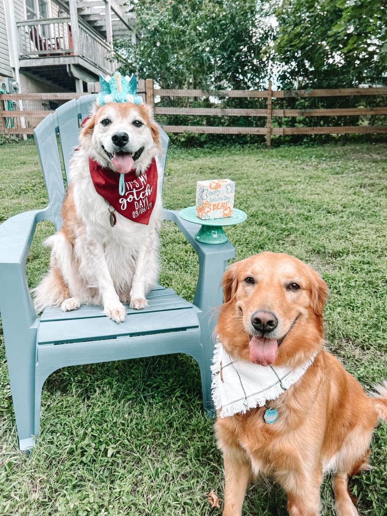 Marley, a Golden Retriever tested with EmbarkVet.com