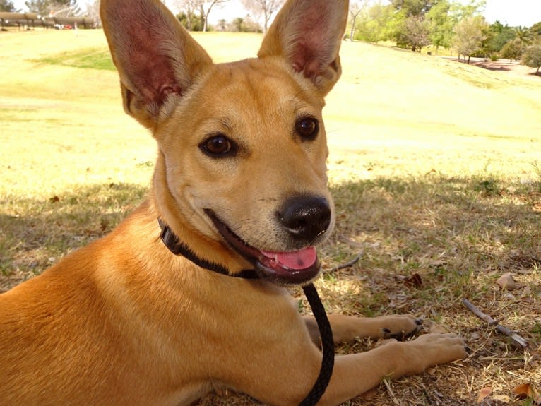 Bean, a Chow Chow and Chihuahua mix tested with EmbarkVet.com