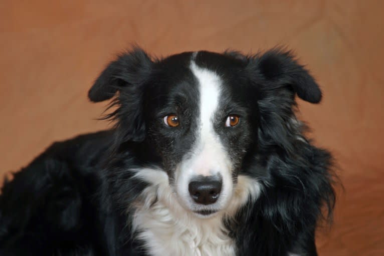 Larry, an English Shepherd and Australian Cattle Dog mix tested with EmbarkVet.com