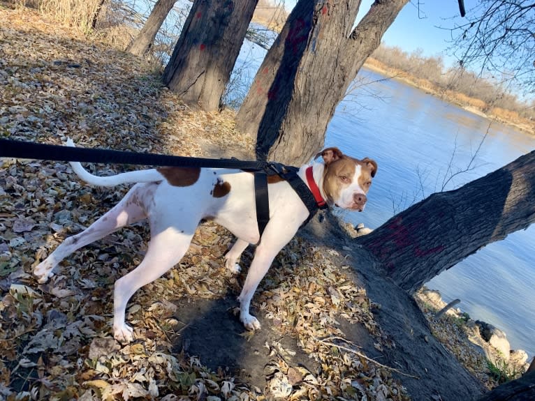 Prince, an American Pit Bull Terrier tested with EmbarkVet.com