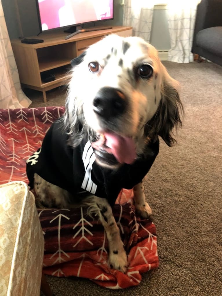 Velma, an English Setter (27.4% unresolved) tested with EmbarkVet.com