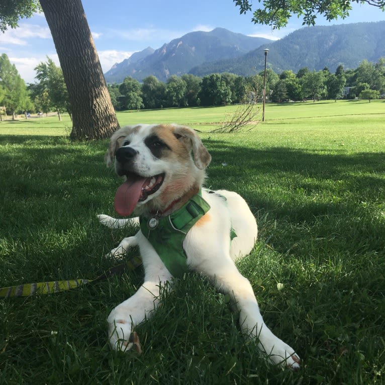 Nalu, a Great Pyrenees and Australian Cattle Dog mix tested with EmbarkVet.com