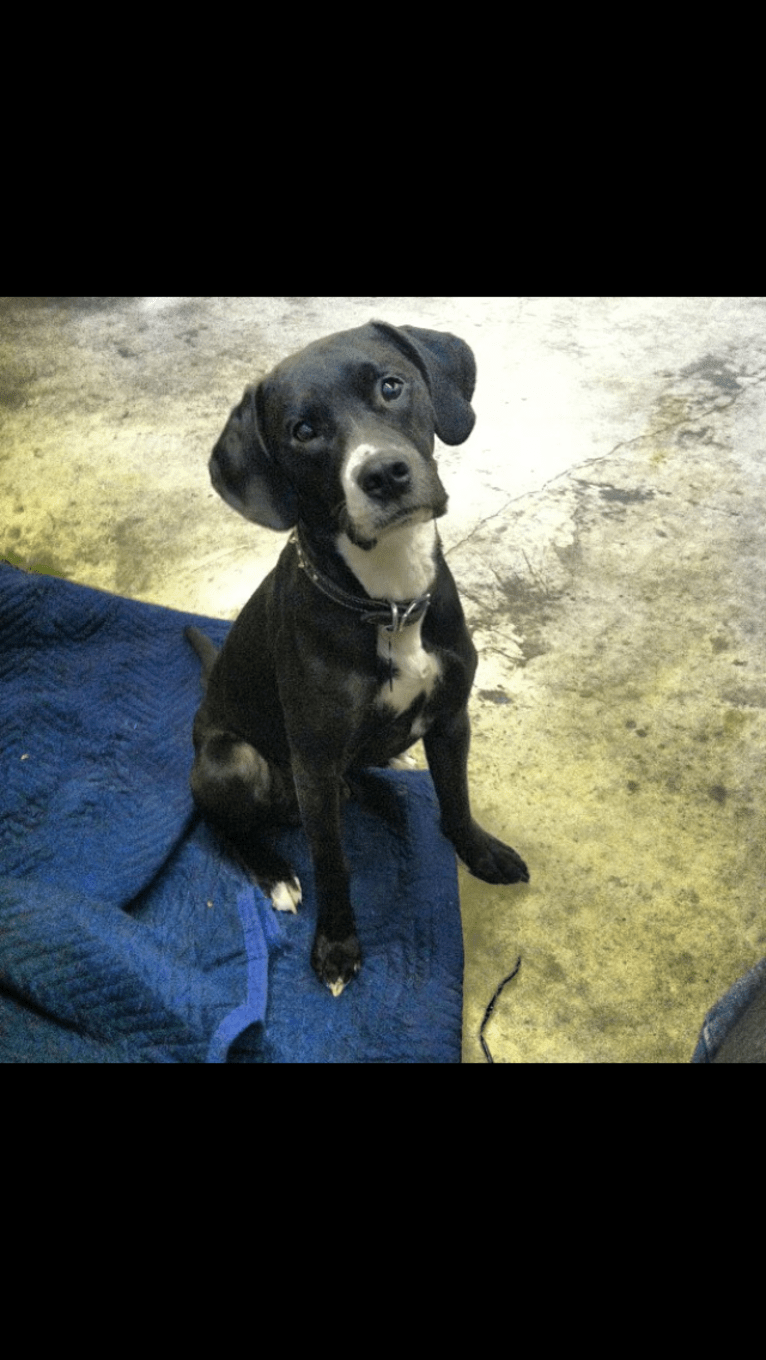 Tucker, a Labrador Retriever and American Staffordshire Terrier mix tested with EmbarkVet.com