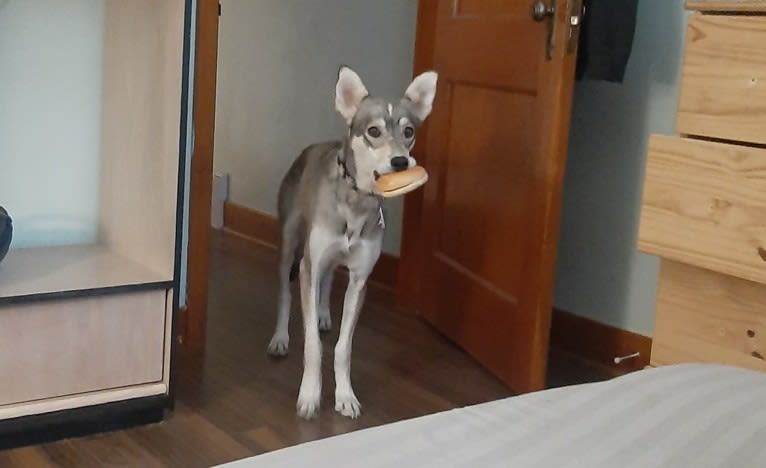 Frida, an Alaskan-type Husky tested with EmbarkVet.com