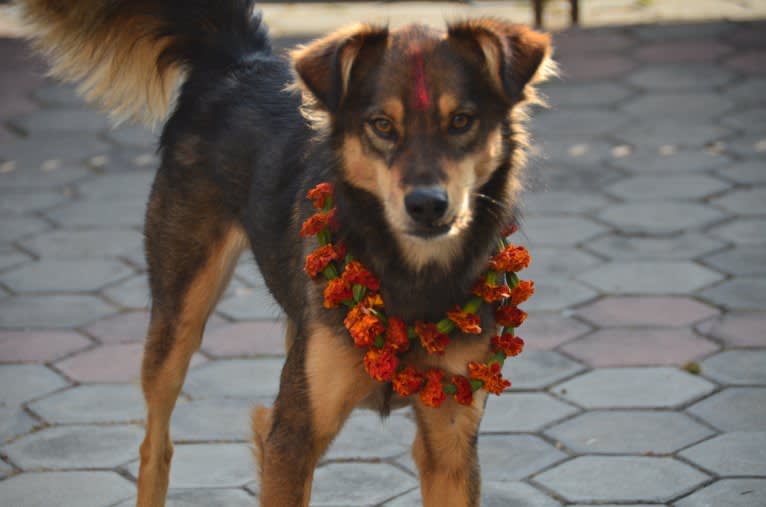 Kosi, a South Asian Village Dog tested with EmbarkVet.com