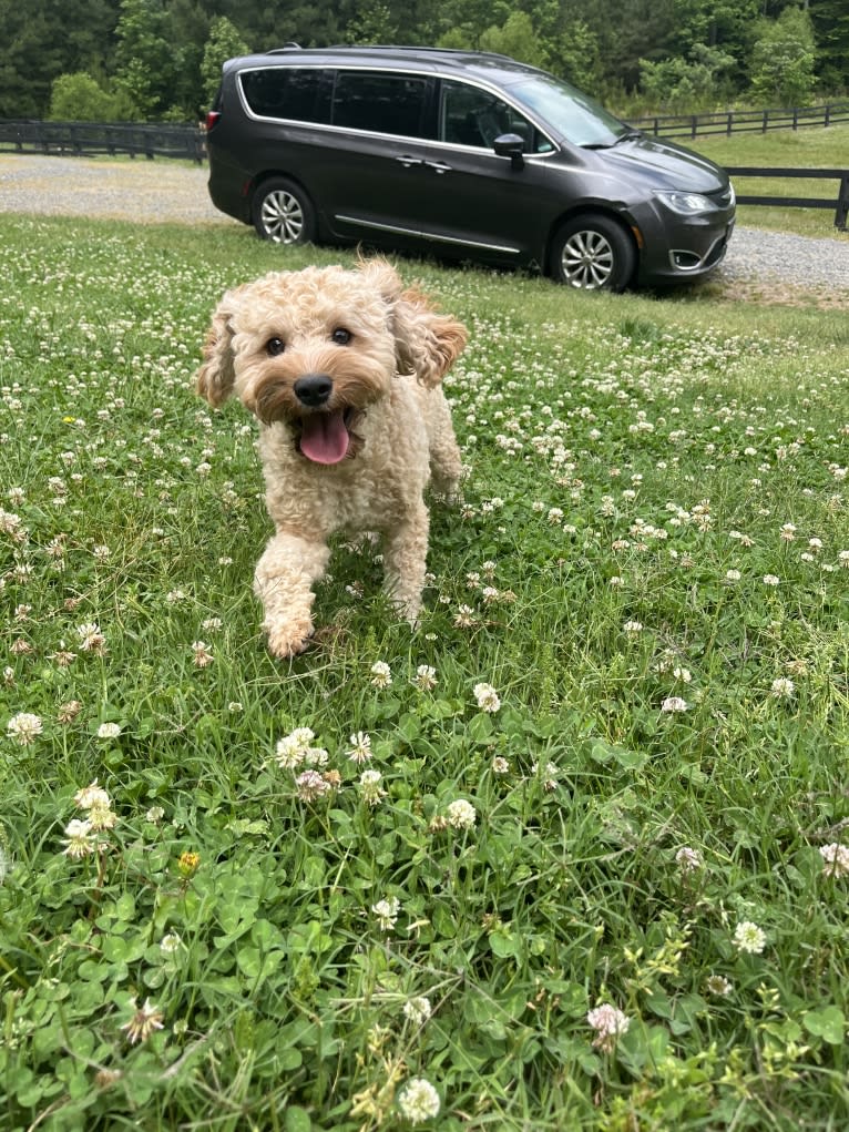 Huck, a Cavapoo tested with EmbarkVet.com