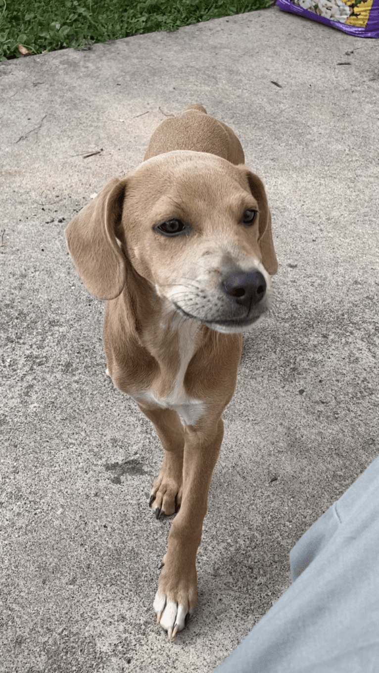 Lila, an American Pit Bull Terrier and Labrador Retriever mix tested with EmbarkVet.com