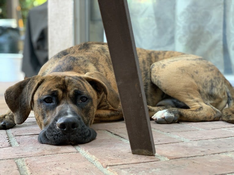 Milo, a Boxer and Siberian Husky mix tested with EmbarkVet.com