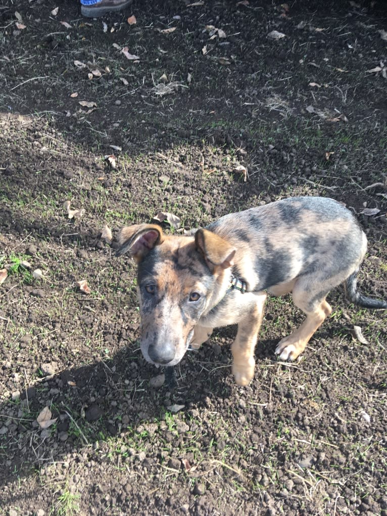 Tsunami (Sue), a Catahoula Leopard Dog and German Shepherd Dog mix tested with EmbarkVet.com