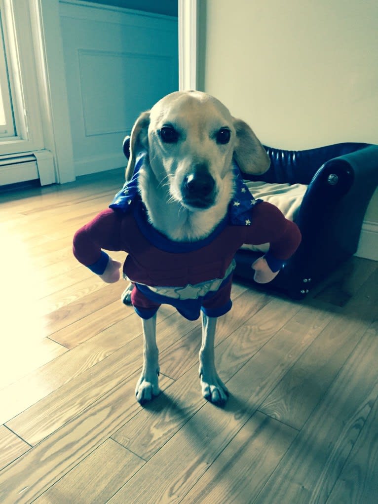 Stanley, a Cocker Spaniel and Labrador Retriever mix tested with EmbarkVet.com