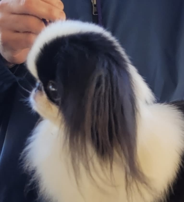 Ritzy, a Japanese Chin tested with EmbarkVet.com