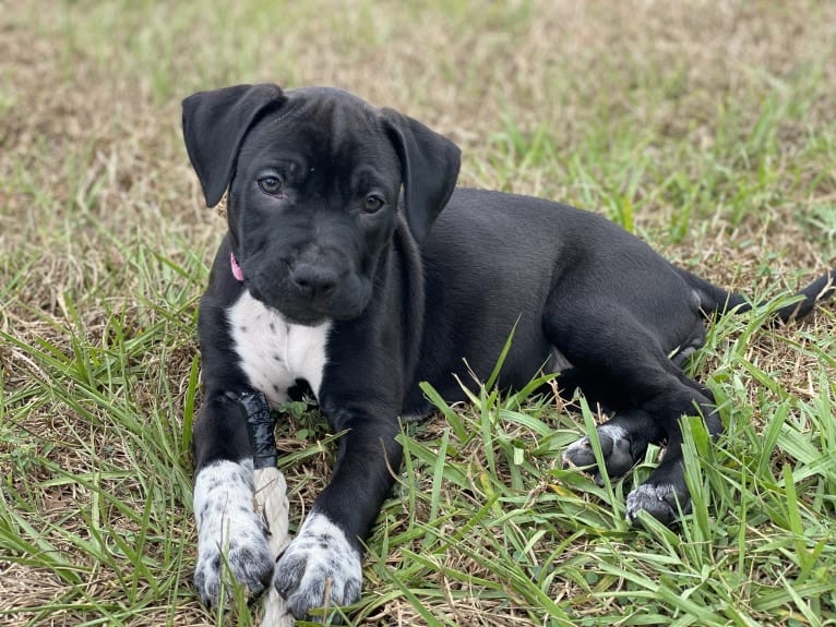 Twilight, an American Pit Bull Terrier and American Staffordshire Terrier mix tested with EmbarkVet.com