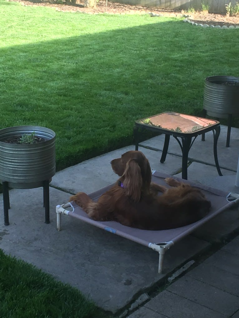 Emmet, an Irish Setter tested with EmbarkVet.com