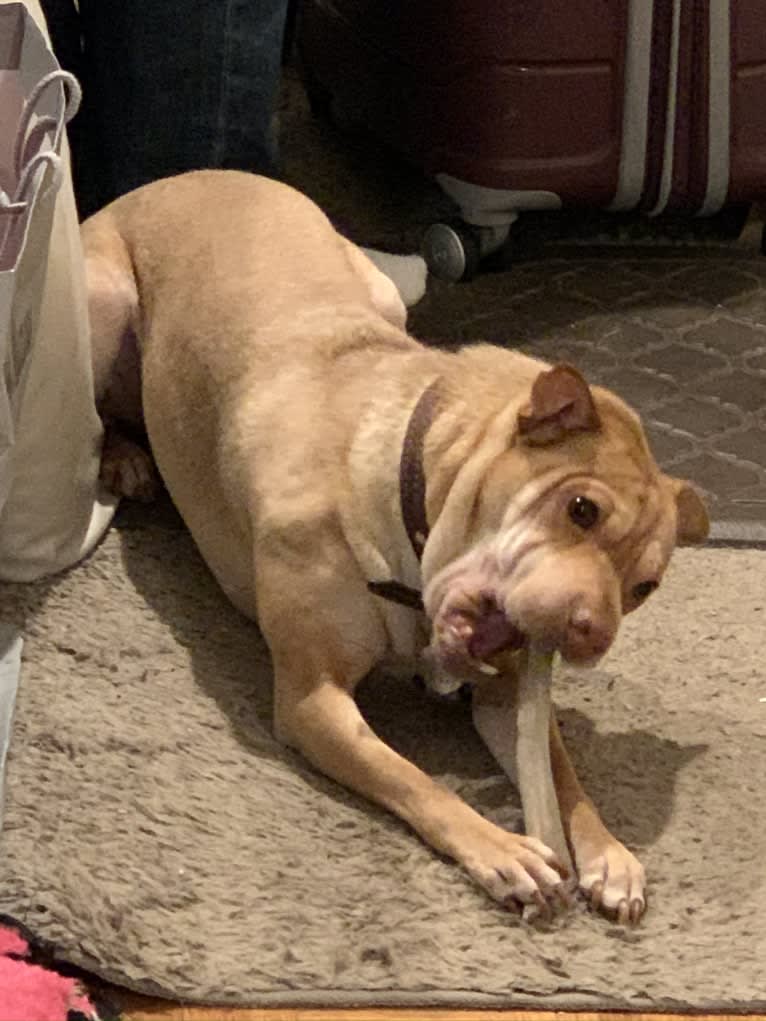ROCCO WADE, a Chinese Shar-Pei and Chihuahua mix tested with EmbarkVet.com