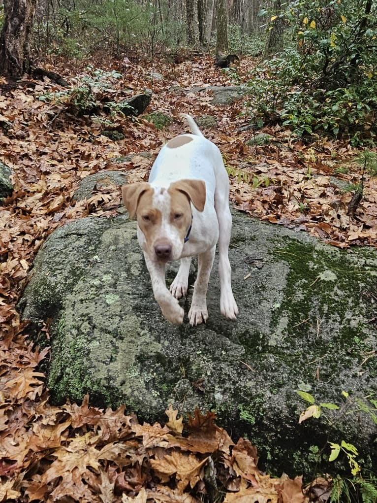 Beck, an American Pit Bull Terrier and Australian Cattle Dog mix tested with EmbarkVet.com