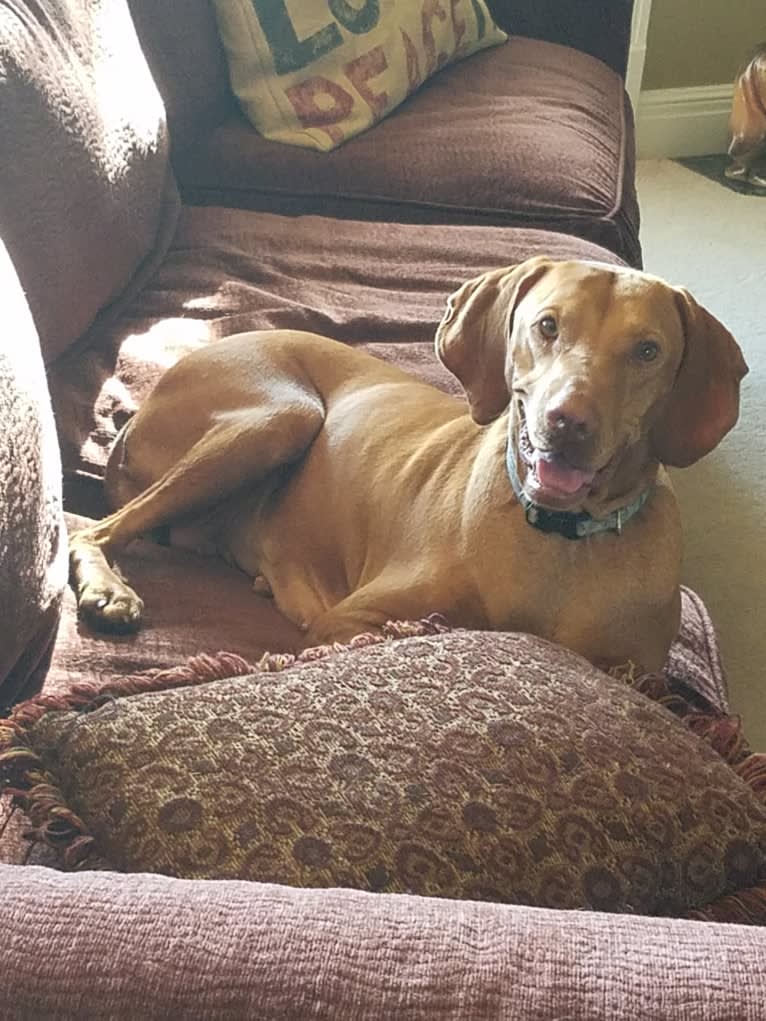 Daisy, a Vizsla tested with EmbarkVet.com