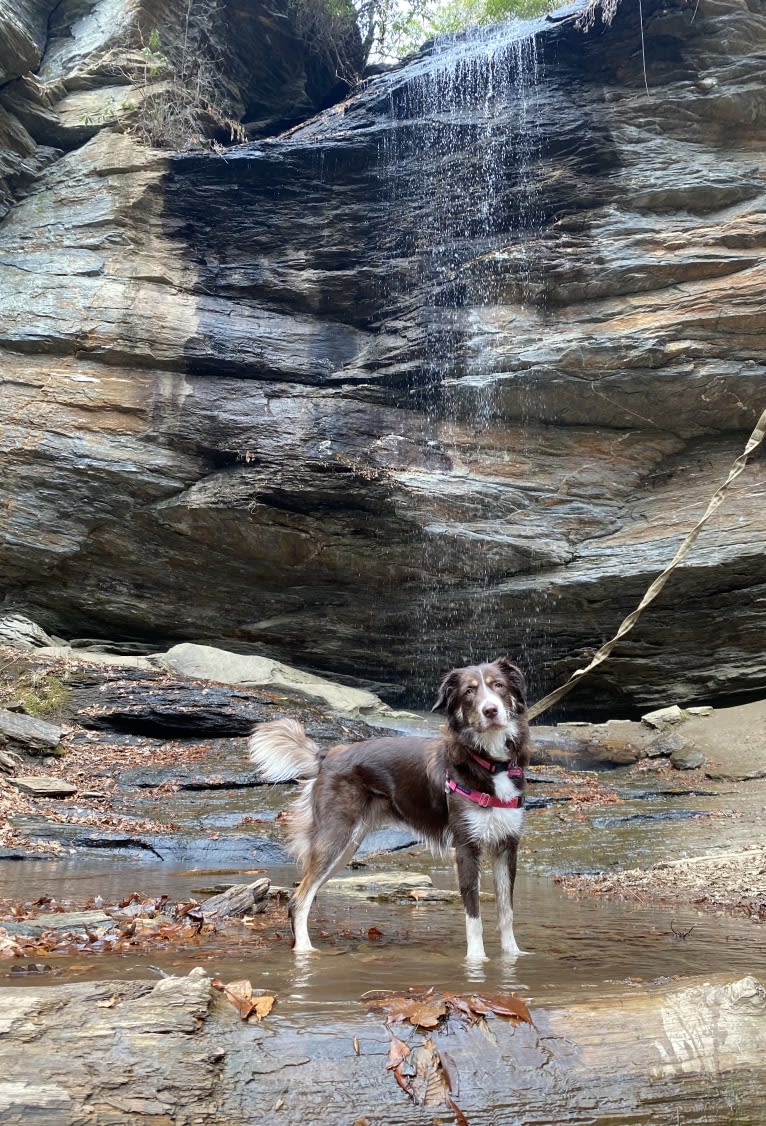 Hazelnut, a Border Collie and Siberian Husky mix tested with EmbarkVet.com