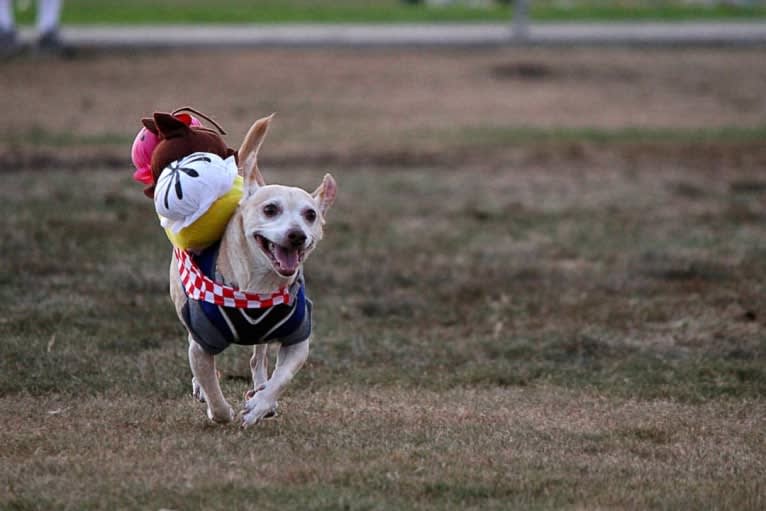 Froyo, a Chihuahua and Miniature Pinscher mix tested with EmbarkVet.com