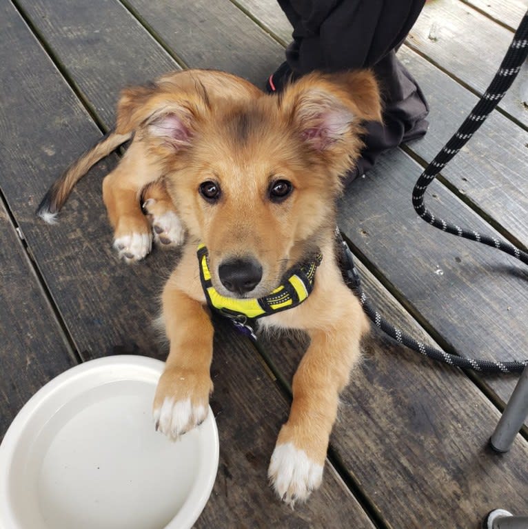 Tamaki, a German Shepherd Dog and American Pit Bull Terrier mix tested with EmbarkVet.com