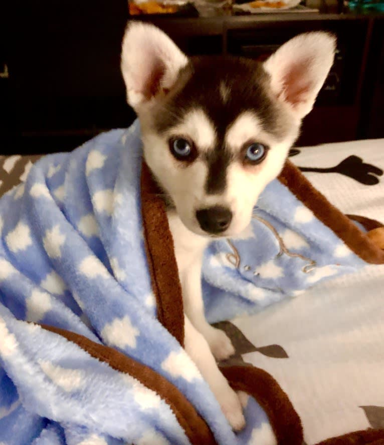 Wren Skywalker, an Alaskan Klee Kai tested with EmbarkVet.com