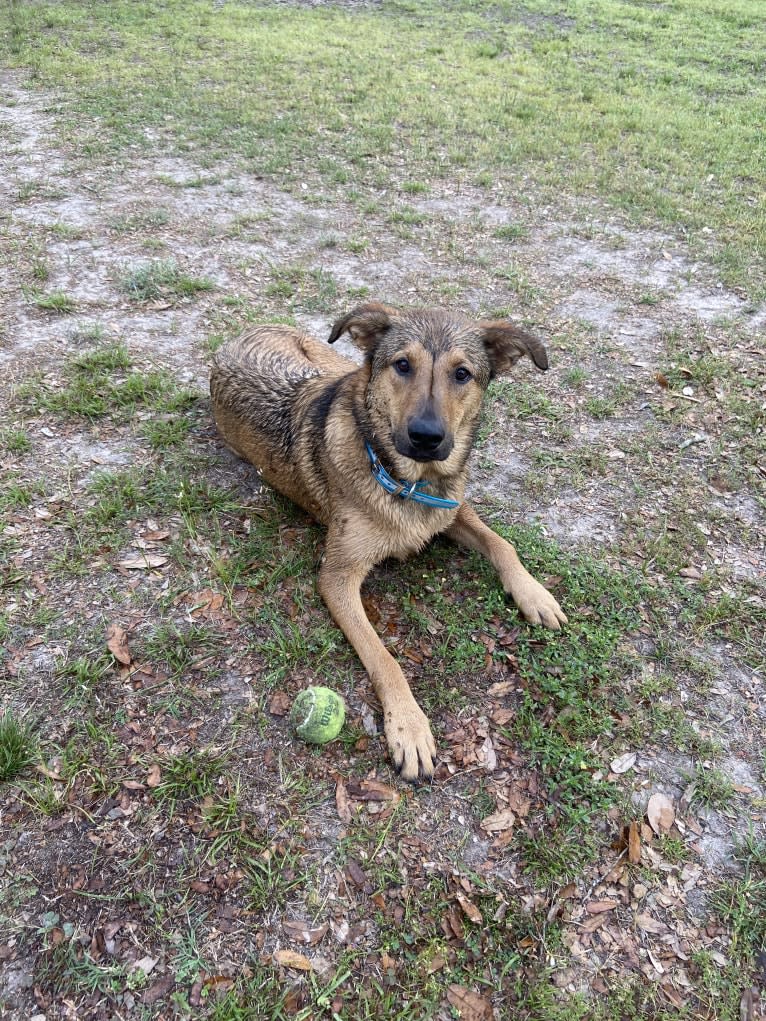 Harvey, an Australian Cattle Dog and Boxer mix tested with EmbarkVet.com