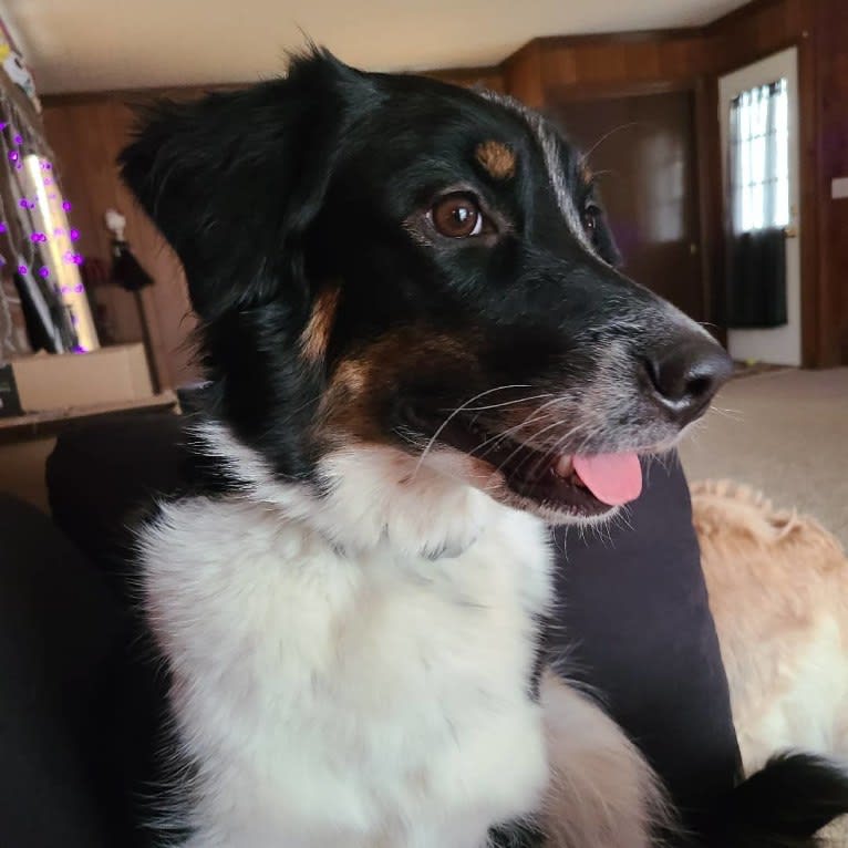 Maze, an Australian Shepherd tested with EmbarkVet.com