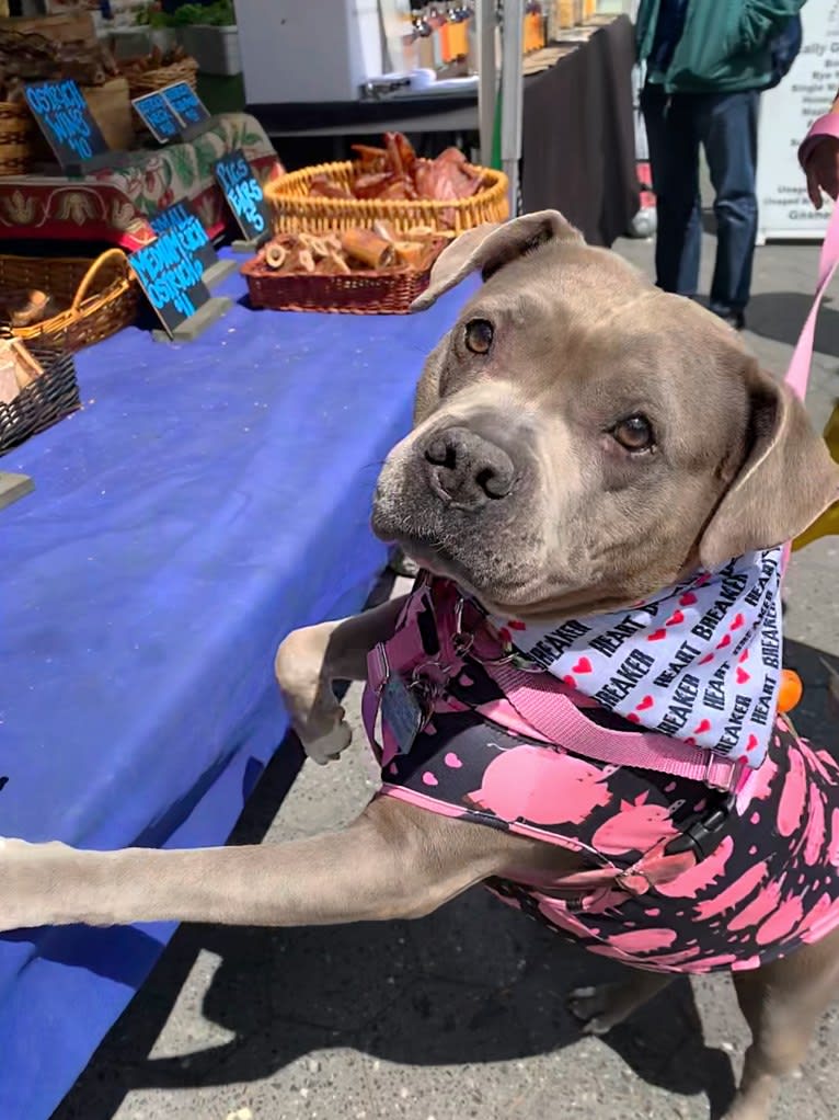 Stevie Nicks, an American Staffordshire Terrier tested with EmbarkVet.com